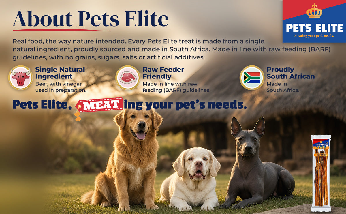 Three dogs of different breeds at a thatched bushveld lodge at golden hour: About Pets Elite