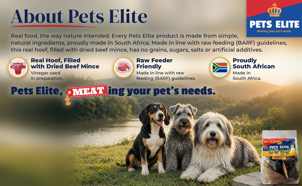 Three dogs of different breeds on a Knysna lagoon-side lawn at golden hour: About Pets Elite