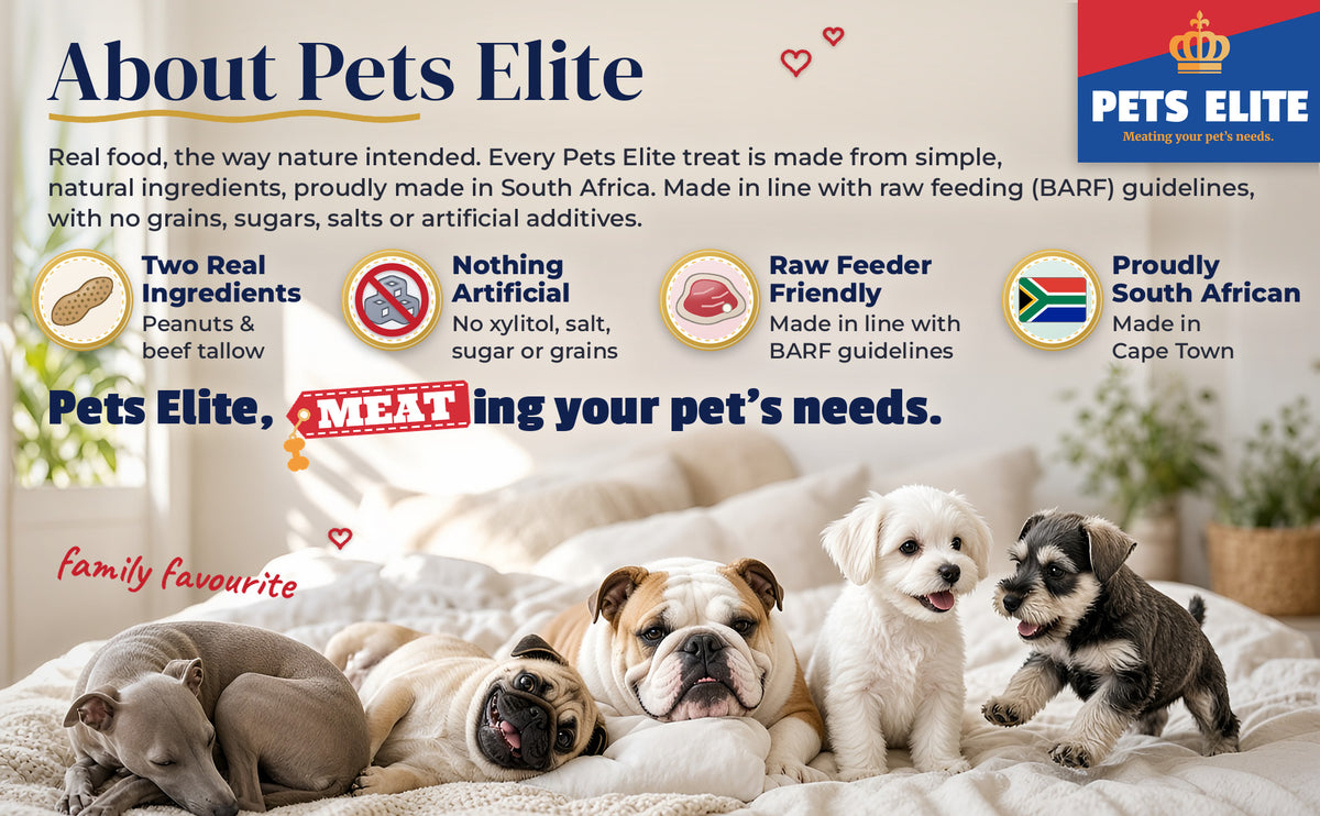 Five dogs of different breeds relaxing together on a big cosy bed: About Pets Elite