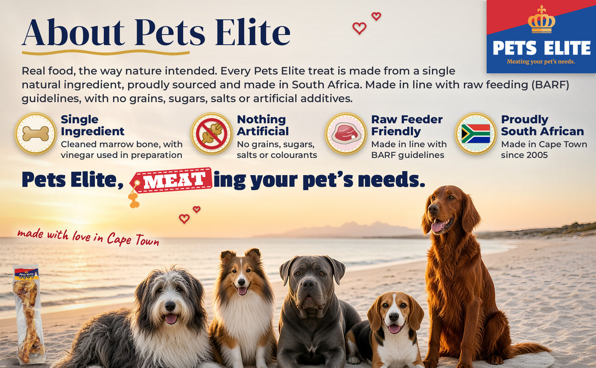 Five dogs of different breeds on a beach blanket on a Cape beach at sunset: About Pets Elite