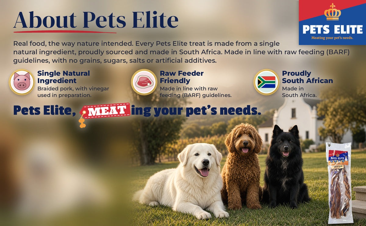 Three dogs of different breeds on a Cape Winelands lawn at golden hour: About Pets Elite