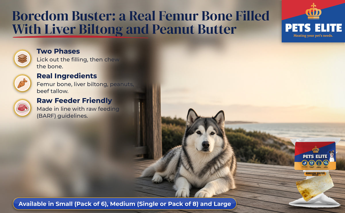 Alaskan Malamute on a Ballito beach-house deck at golden hour beside Pets Elite Boredom Buster