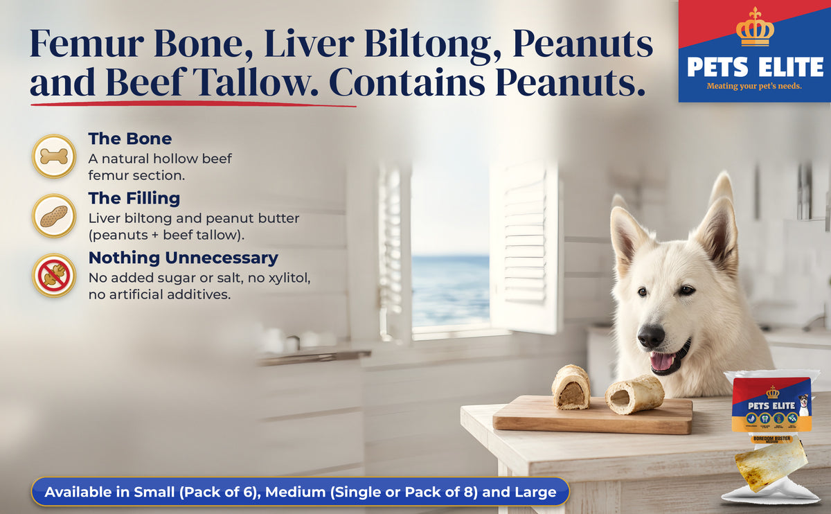 White Swiss Shepherd at a beach-house table with two filled femur bones on a wooden board