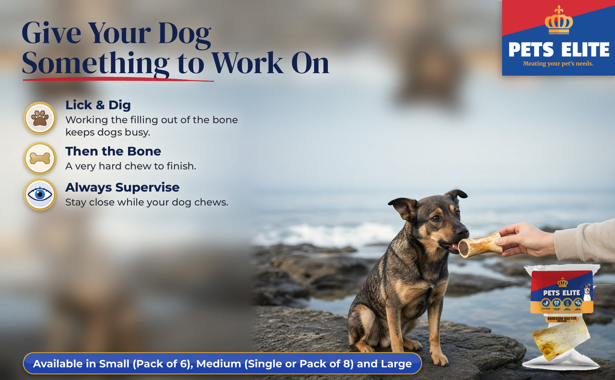 A hand offering a Boredom Buster bone to a brindle Dutch Shepherd at Salt Rock rock pools