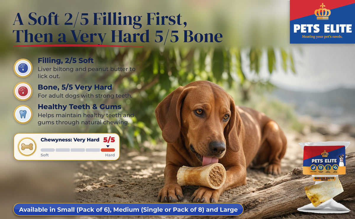 Redbone Coonhound licking a Boredom Buster in a coastal milkwood grove, Chewyness 5 of 5