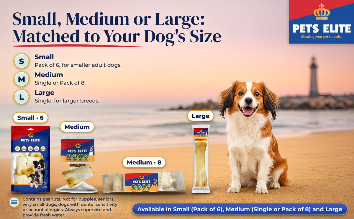 Kooikerhondje on Umhlanga beach at sunset beside Boredom Buster Small, Medium and Large packs