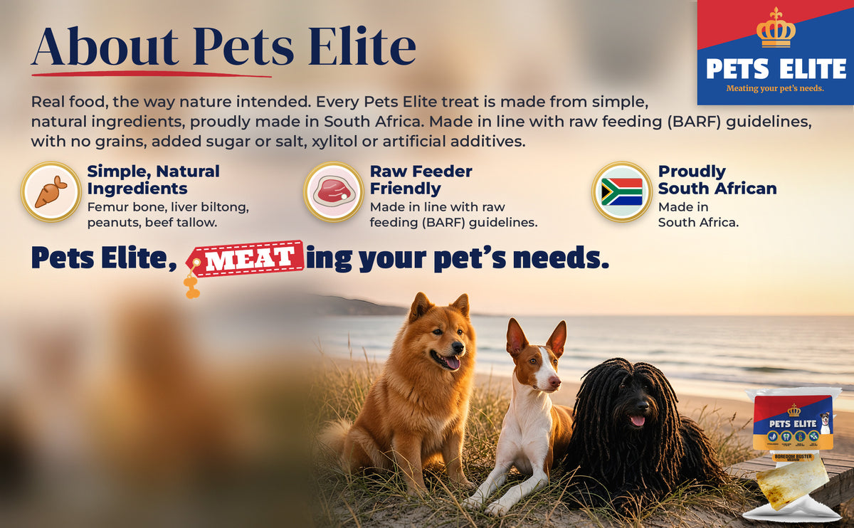 Three dogs of different breeds on KZN dune grass above the beach at golden hour: About Pets Elite