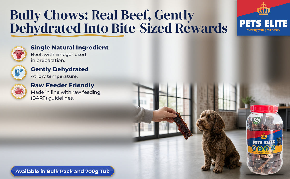 A hand rewarding a sitting Cockapoo with a Bully Chow in a bright loft kitchen