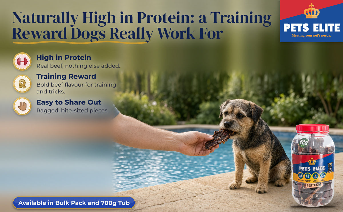 A hand giving a Bully Chow training reward to a Border Terrier at a garden pool