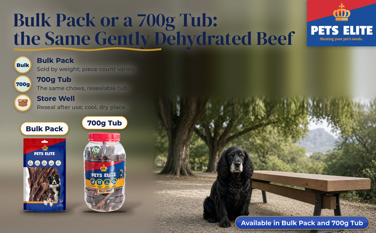 Senior Field Spaniel by a bench under the oaks in the Company's Garden in late light