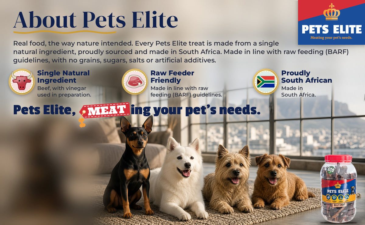 Four small dogs of different breeds on a sunny Cape Town loft-lounge rug: About Pets Elite