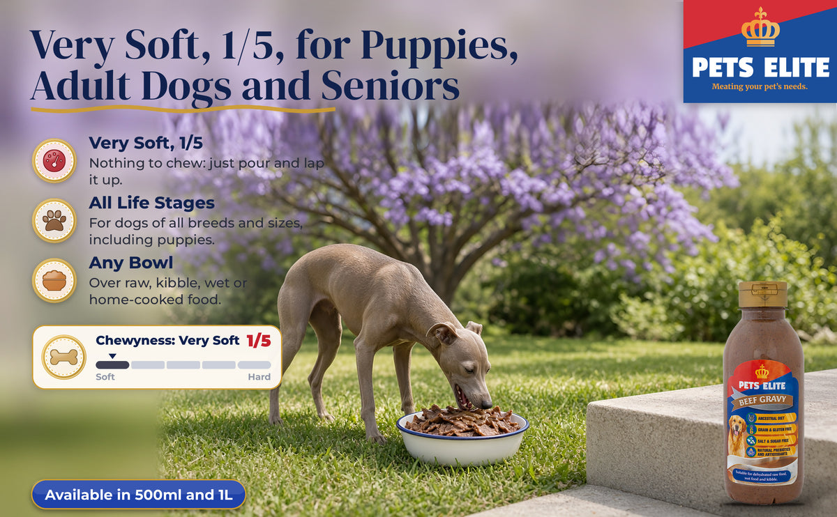 Italian Greyhound licking a gravy-topped bowl under a jacaranda, Chewyness 1 of 5
