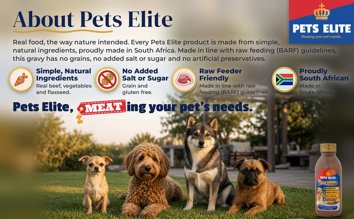 Four dogs of different breeds on a Highveld braai-patio lawn on a Sunday afternoon: About Pets Elite
