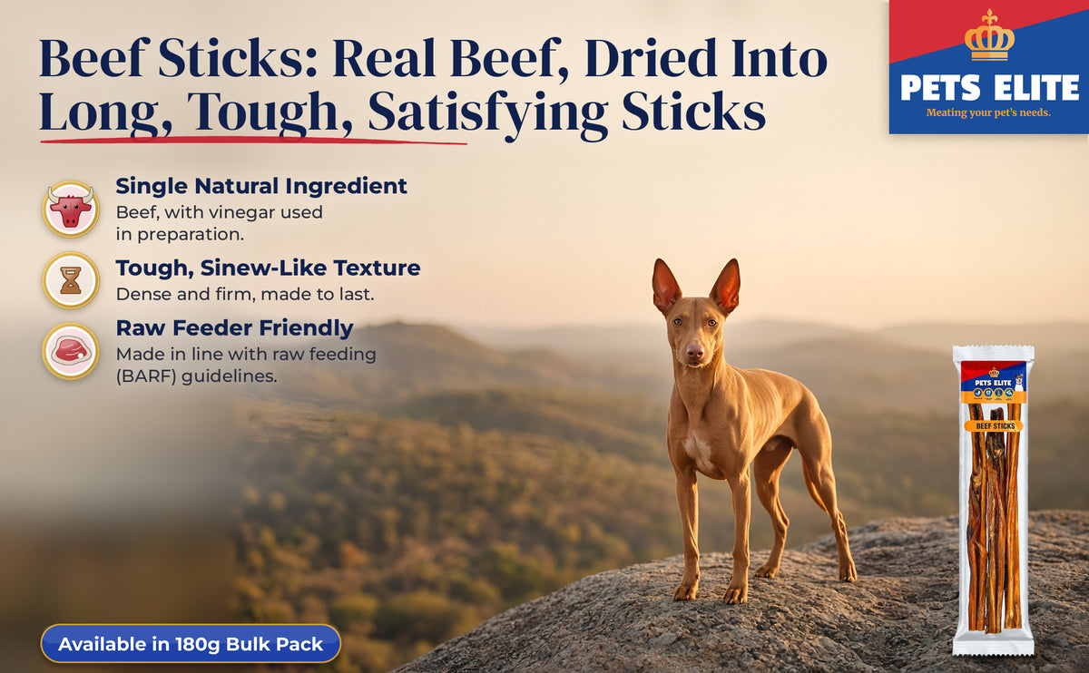 Pharaoh Hound on a Waterberg kopje at golden hour beside Pets Elite Beef Sticks