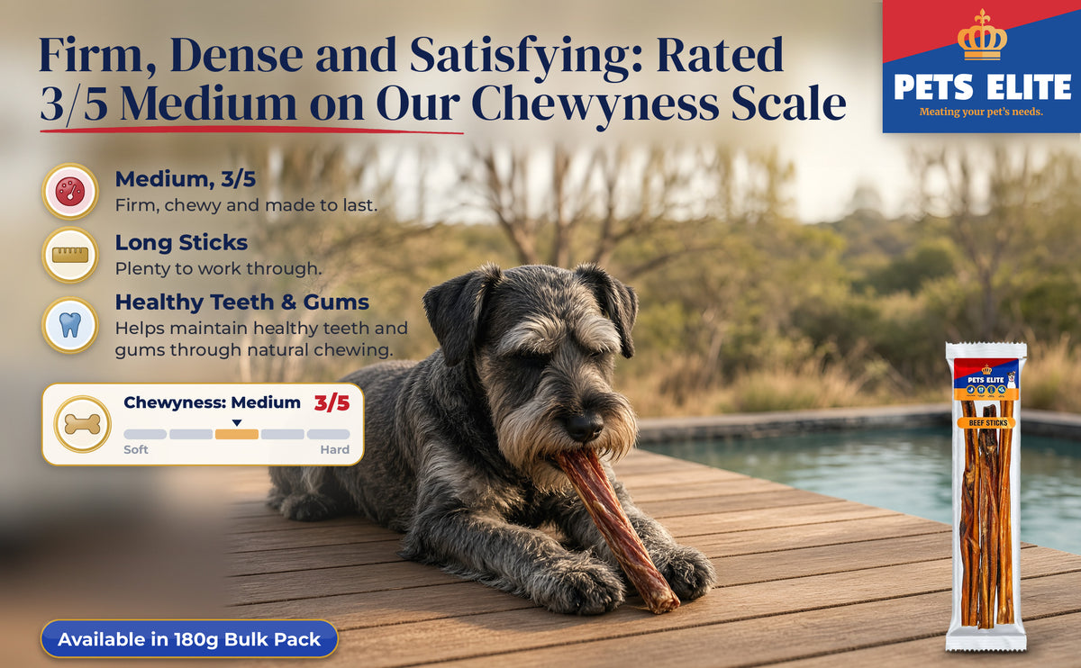 Standard Schnauzer chewing a Beef Stick on a bushveld lodge deck, Chewyness 3 of 5