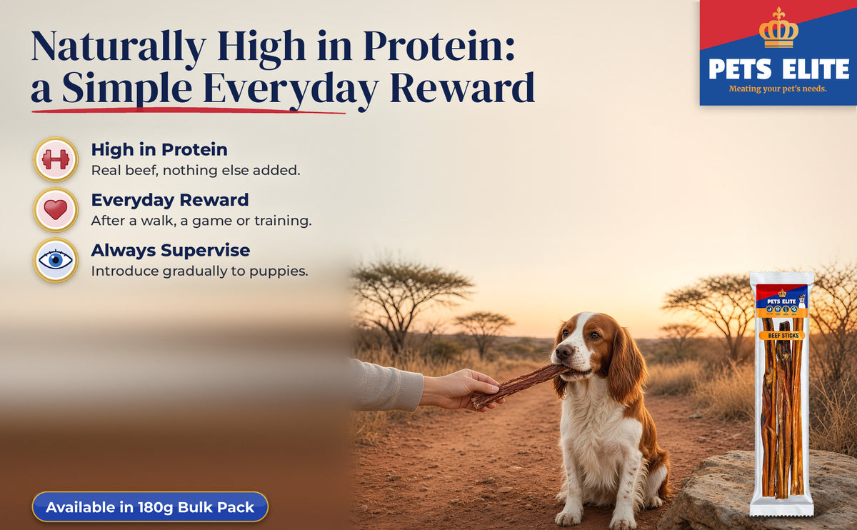 A hand offering a Beef Stick to a Welsh Springer Spaniel on a bushveld track at sunrise