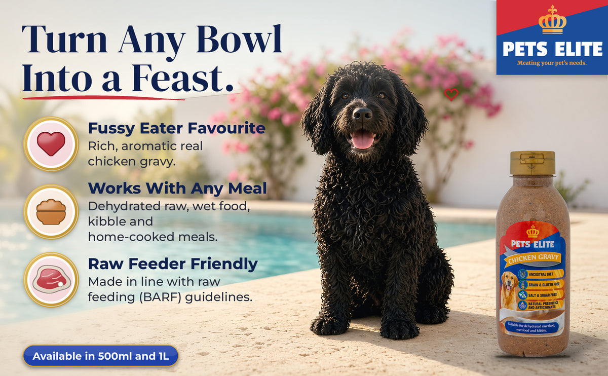 Portuguese Water Dog on a sunny pool deck beside the Pets Elite Chicken Gravy bottle