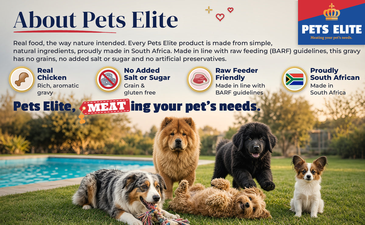 Five dogs of different breeds together on a lawn beside a sparkling pool: About Pets Elite