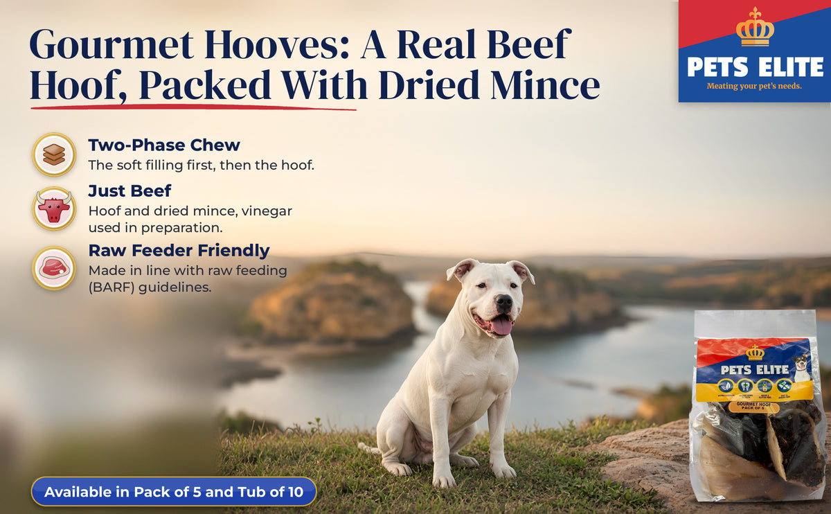 White Dogo Argentino at a Knysna lookout at golden hour beside Pets Elite Gourmet Hooves