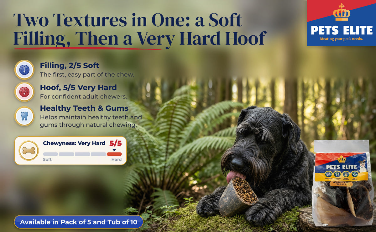 Giant Schnauzer chewing a Gourmet Hoof in a Knysna forest clearing, Chewyness 5 of 5