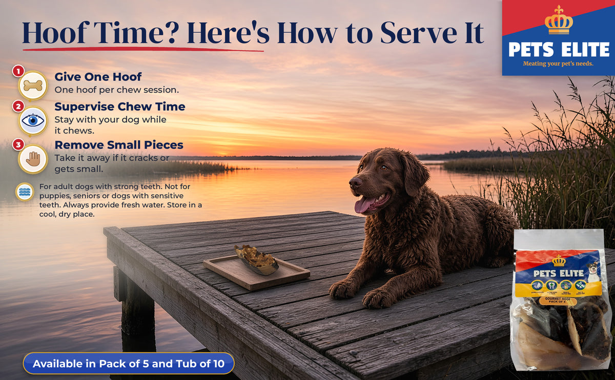 Happy Chesapeake Bay Retriever on a Wilderness lagoon jetty with a Gourmet Hoof on a tray