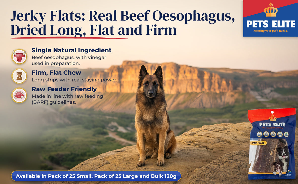 Belgian Tervuren on a Drakensberg ledge at golden hour beside Pets Elite Jerky Flats