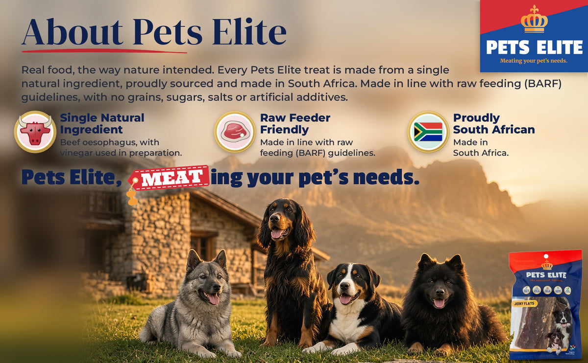 Four dogs of different breeds on a Drakensberg chalet lawn at golden hour: About Pets Elite