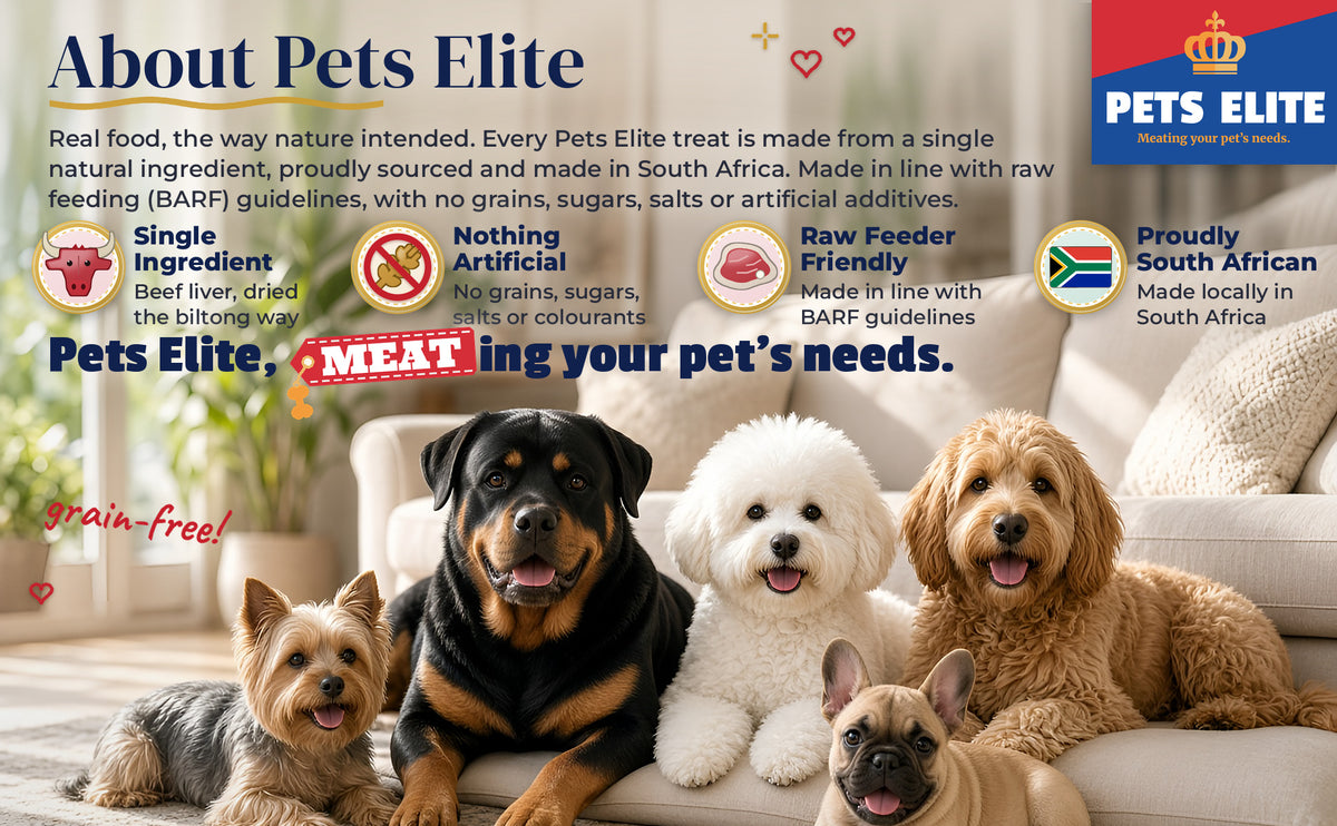 Five happy dogs of different breeds and ages together on a sofa: About Pets Elite