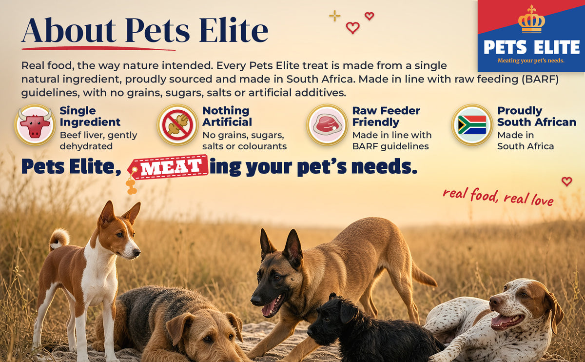 Five dogs of different breeds together on a picnic blanket in the veld at sunset: About Pets Elite