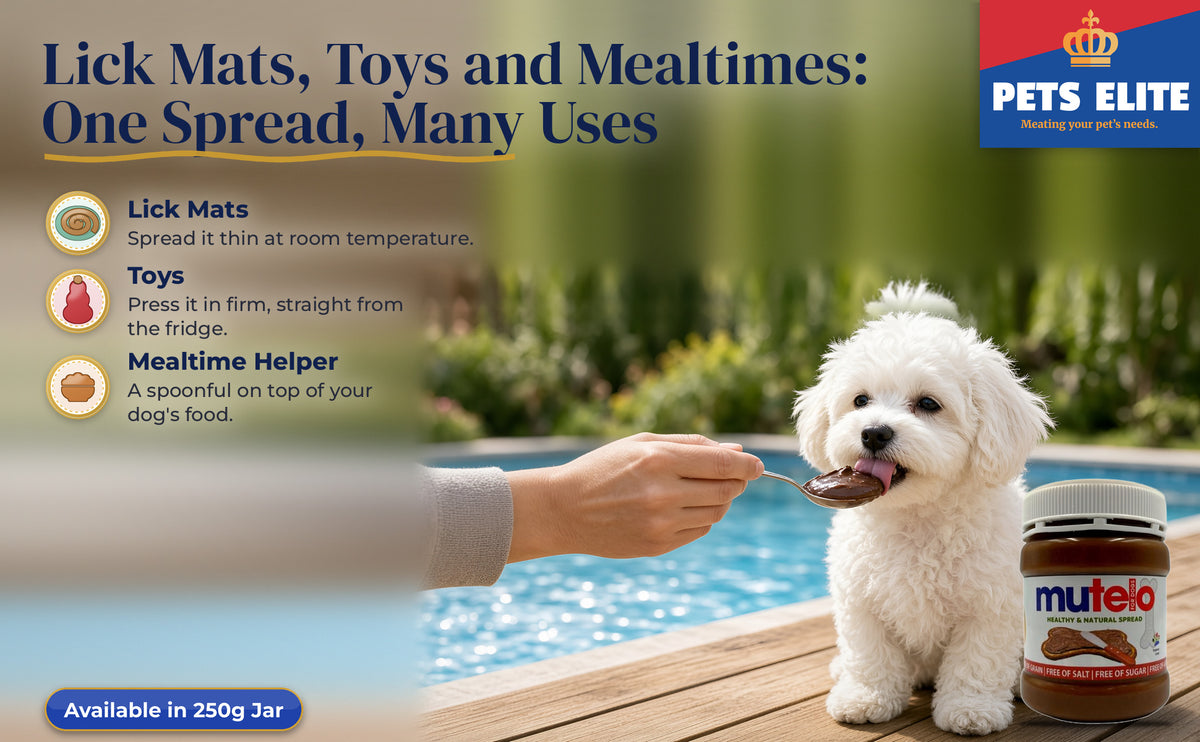 A hand offering a spoon of Mutelo to a white Bolognese beside a sunny pool