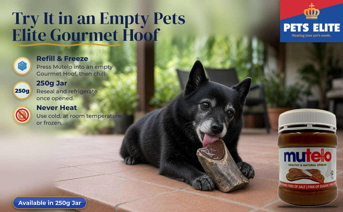 Senior Schipperke licking Mutelo from an empty Gourmet Hoof on a shaded patio