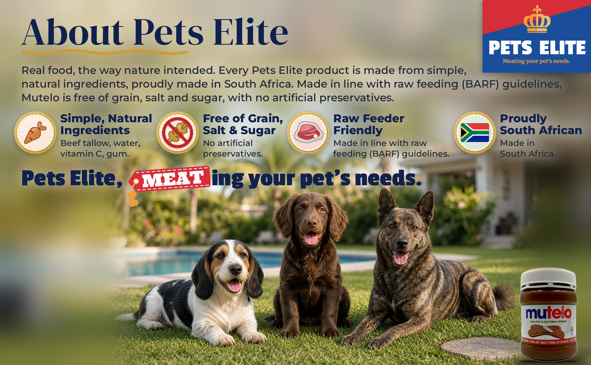Three dogs of different breeds on a sunny family-garden lawn beside a pool: About Pets Elite