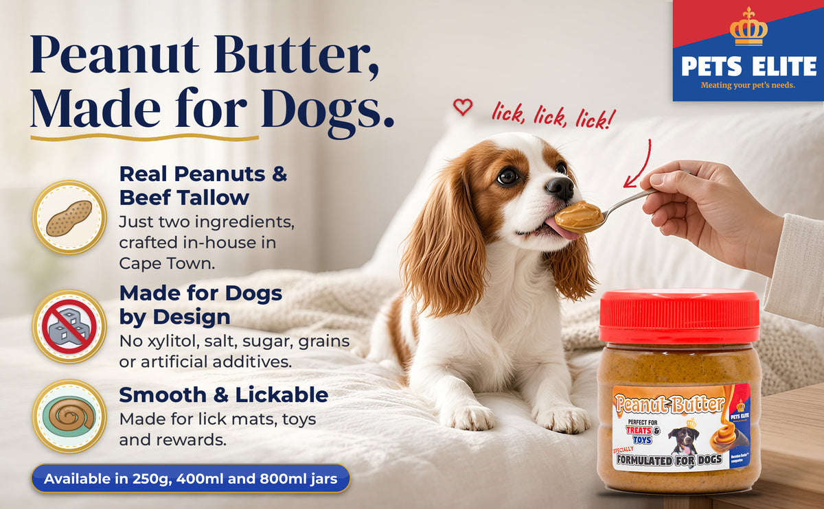 Cavalier King Charles Spaniel licking peanut butter from a spoon beside the Pets Elite jar