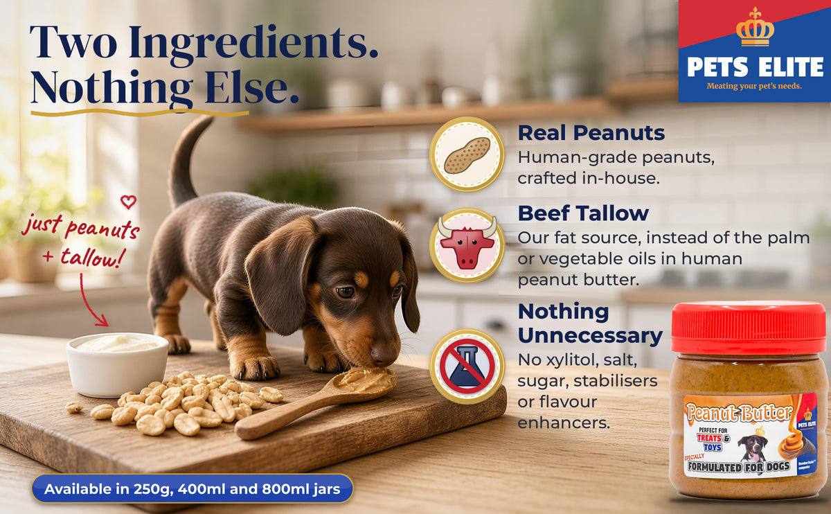 Dachshund puppy in a kitchen with peanuts, beef tallow and the Pets Elite Peanut Butter jar