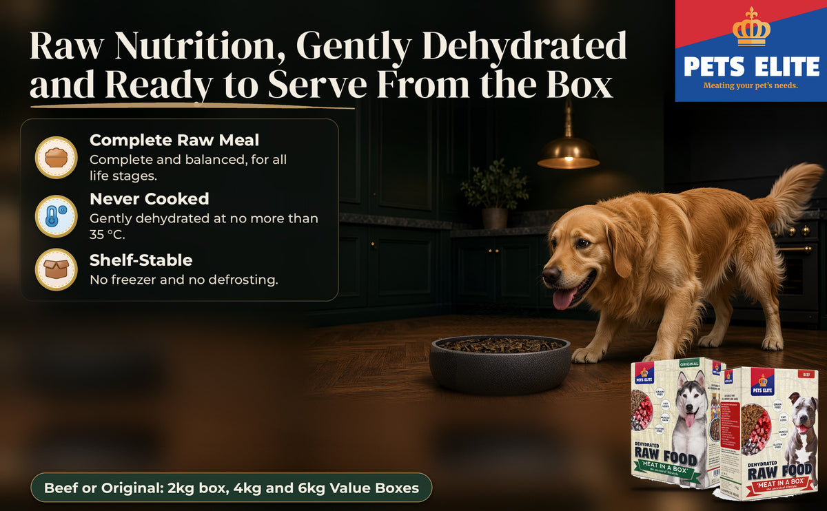 Happy Golden Retriever in a dark green evening kitchen beside a stoneware bowl of Pets Elite food