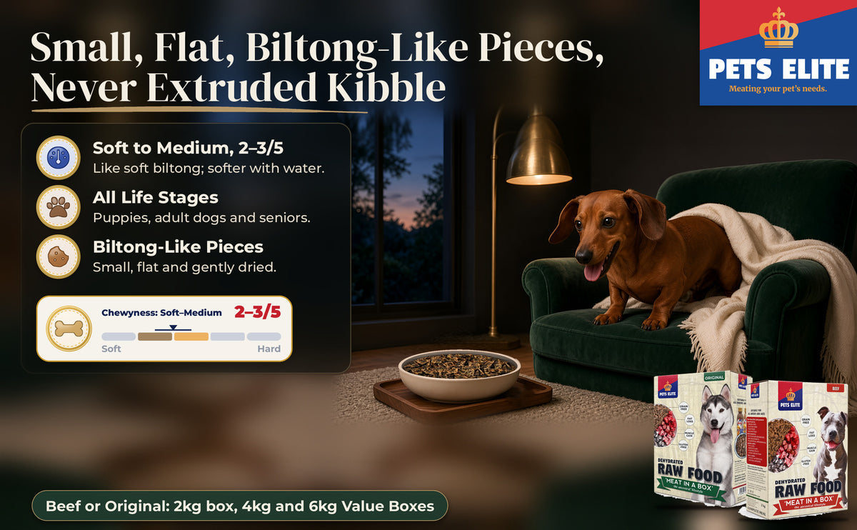 Red Dachshund on a green velvet armchair by lamplight, a cream bowl of raw food on a tray