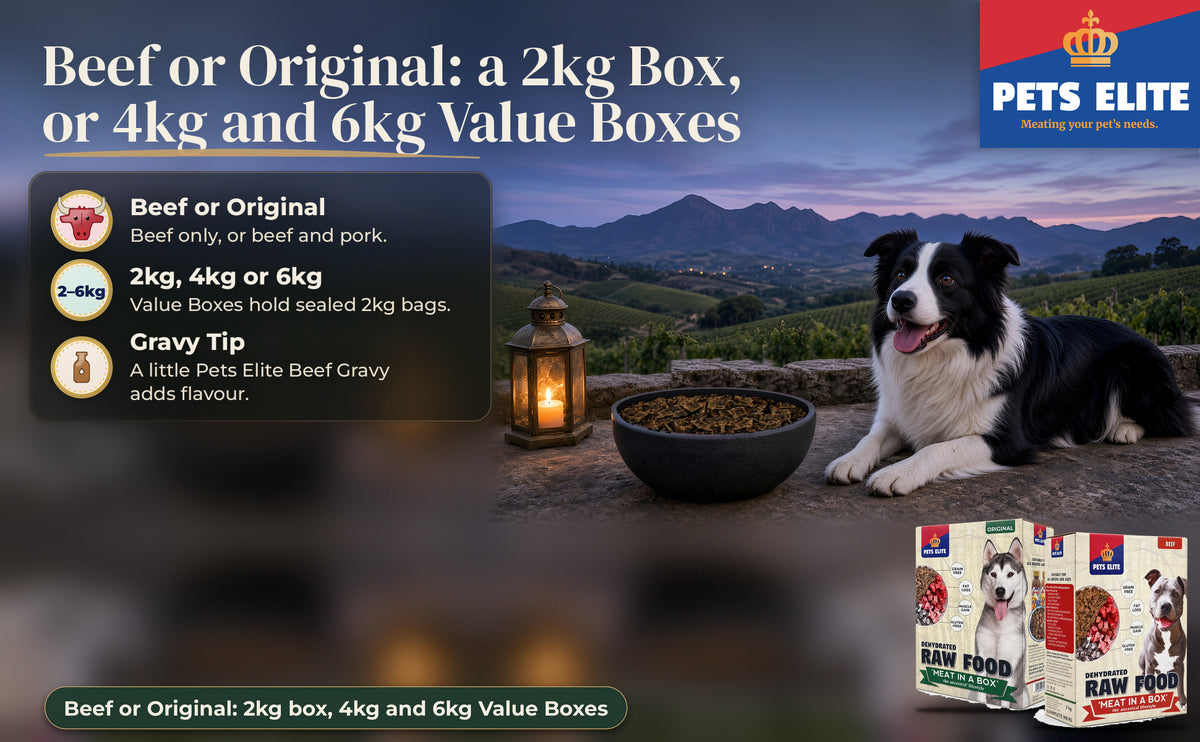 Border Collie on a Winelands stone terrace at dusk beside a bowl of Pets Elite raw food