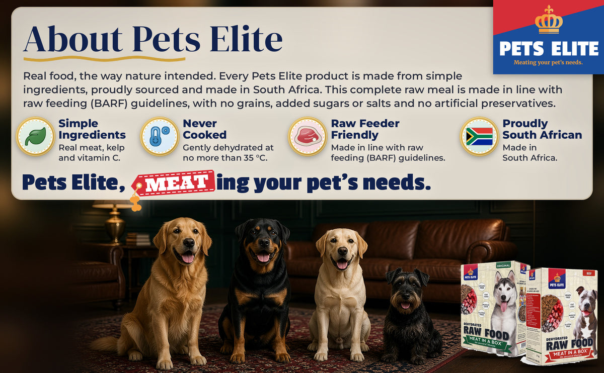 Four dogs on a rich Persian rug in an elegant, lamplit lounge: About Pets Elite