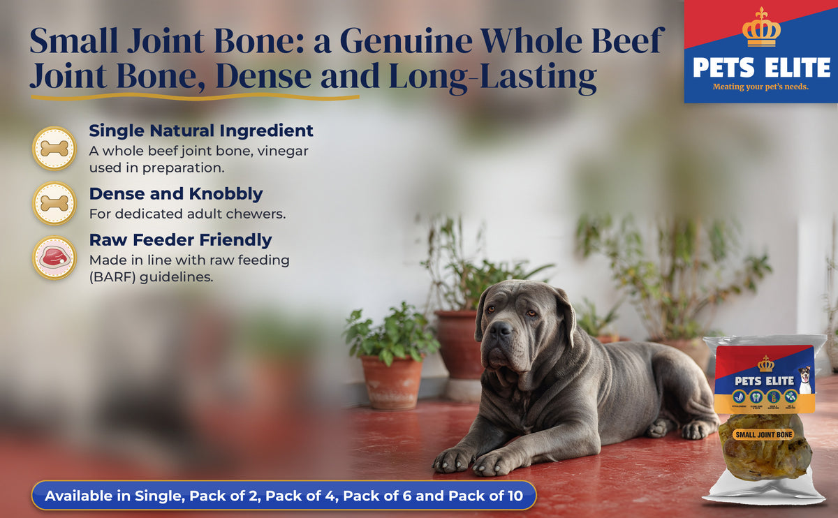 Neapolitan Mastiff on a sunny Johannesburg stoep beside Pets Elite Small Joint Bone