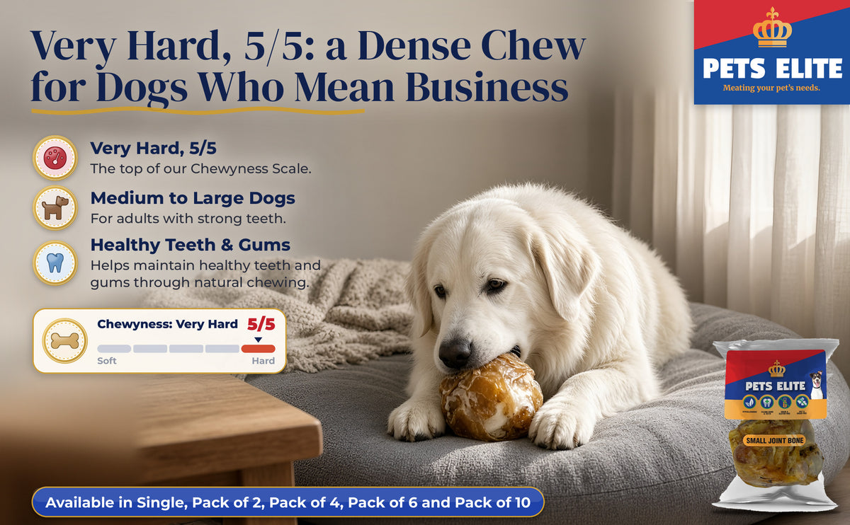Great Pyrenees chewing a joint bone on a dog bed in a cosy bedroom, Chewyness 5 of 5
