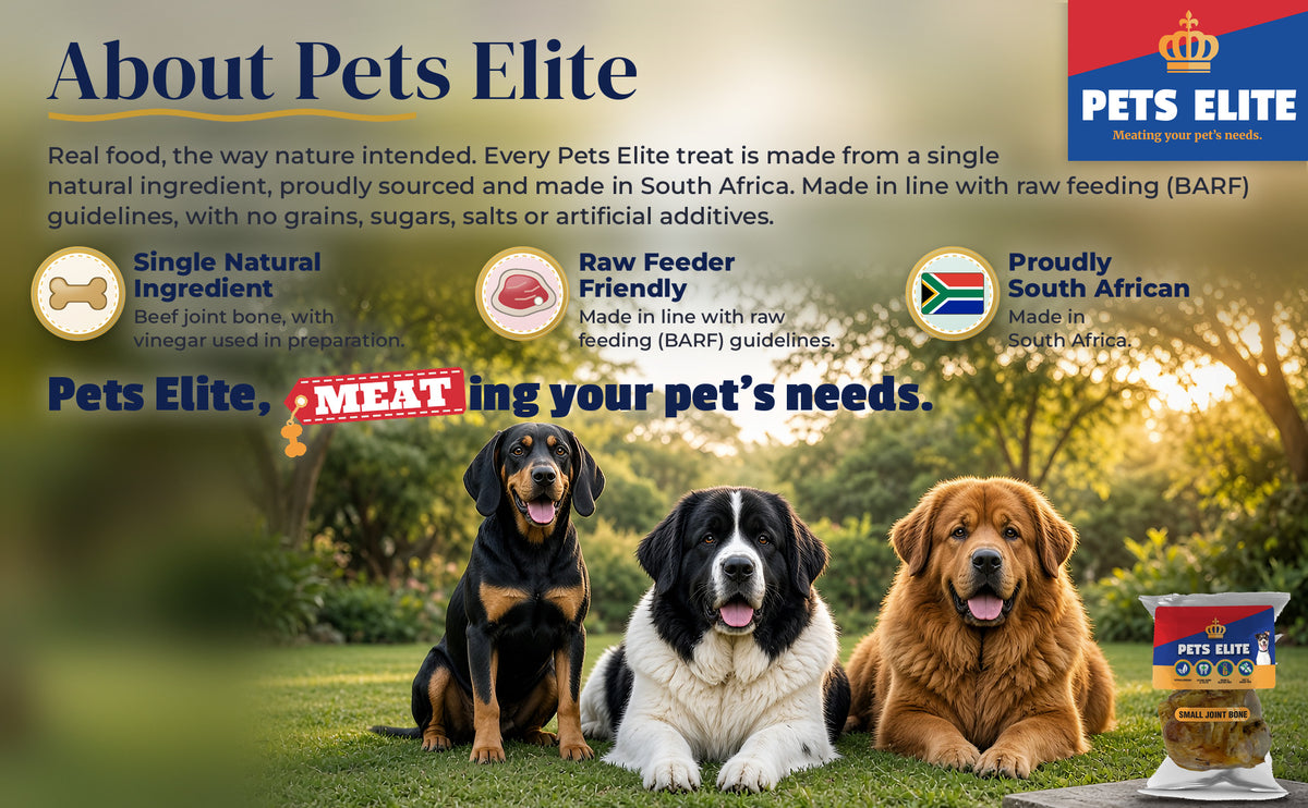 Three dogs of different breeds on a leafy Johannesburg garden lawn at golden hour: About Pets Elite