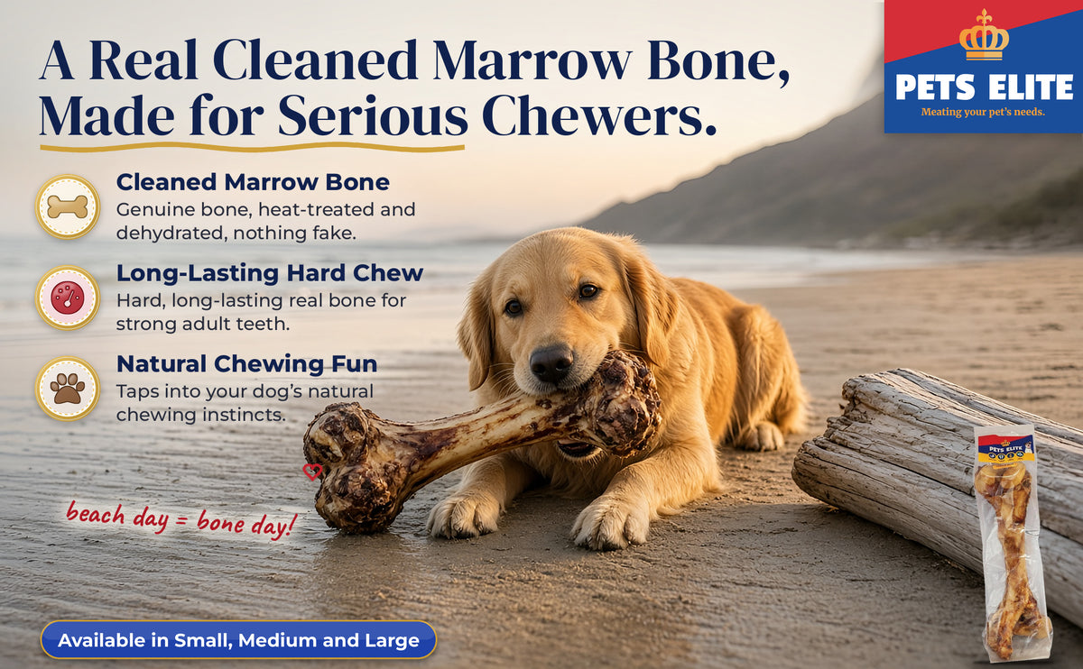 Golden Retriever chewing a cleaned marrow bone on a Cape beach beside the Pets Elite pack