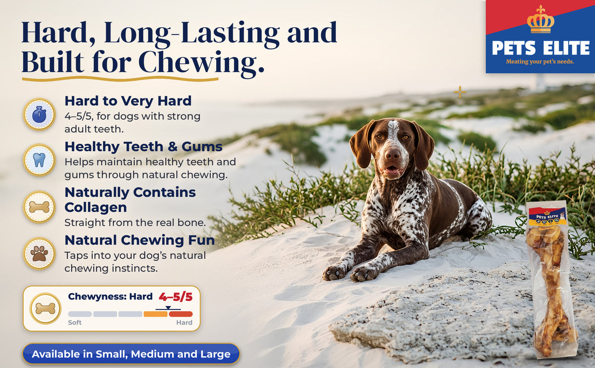 Pointer on a sand dune beside the Pets Elite Marrow Bone, with a Chewyness rating of 4 to 5 out of 5