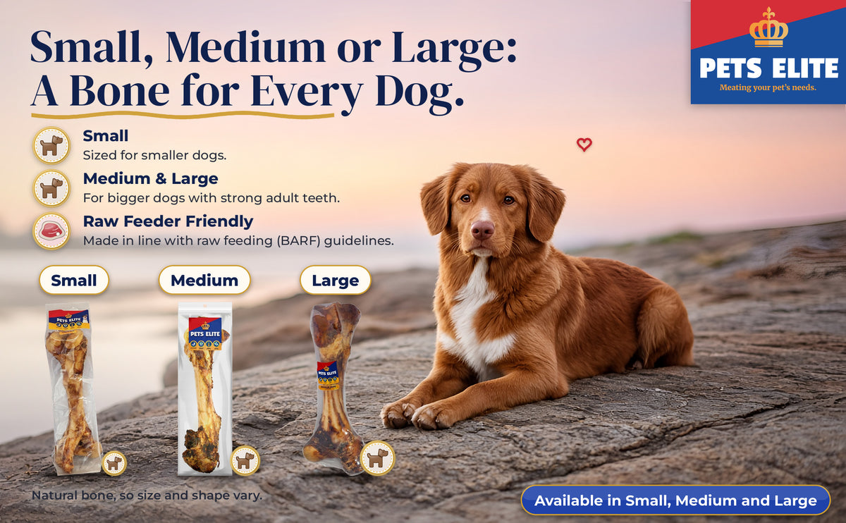 Pets Elite Marrow Bone in Small, Medium and Large packs beside a Toller on a tidal-pool rock