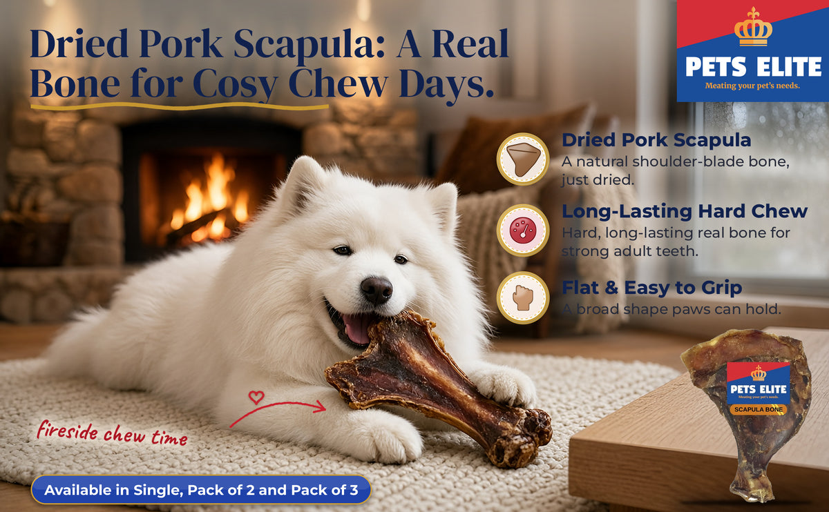 Samoyed chewing a dried scapula bone by the fireplace beside the Pets Elite Scapula Bone