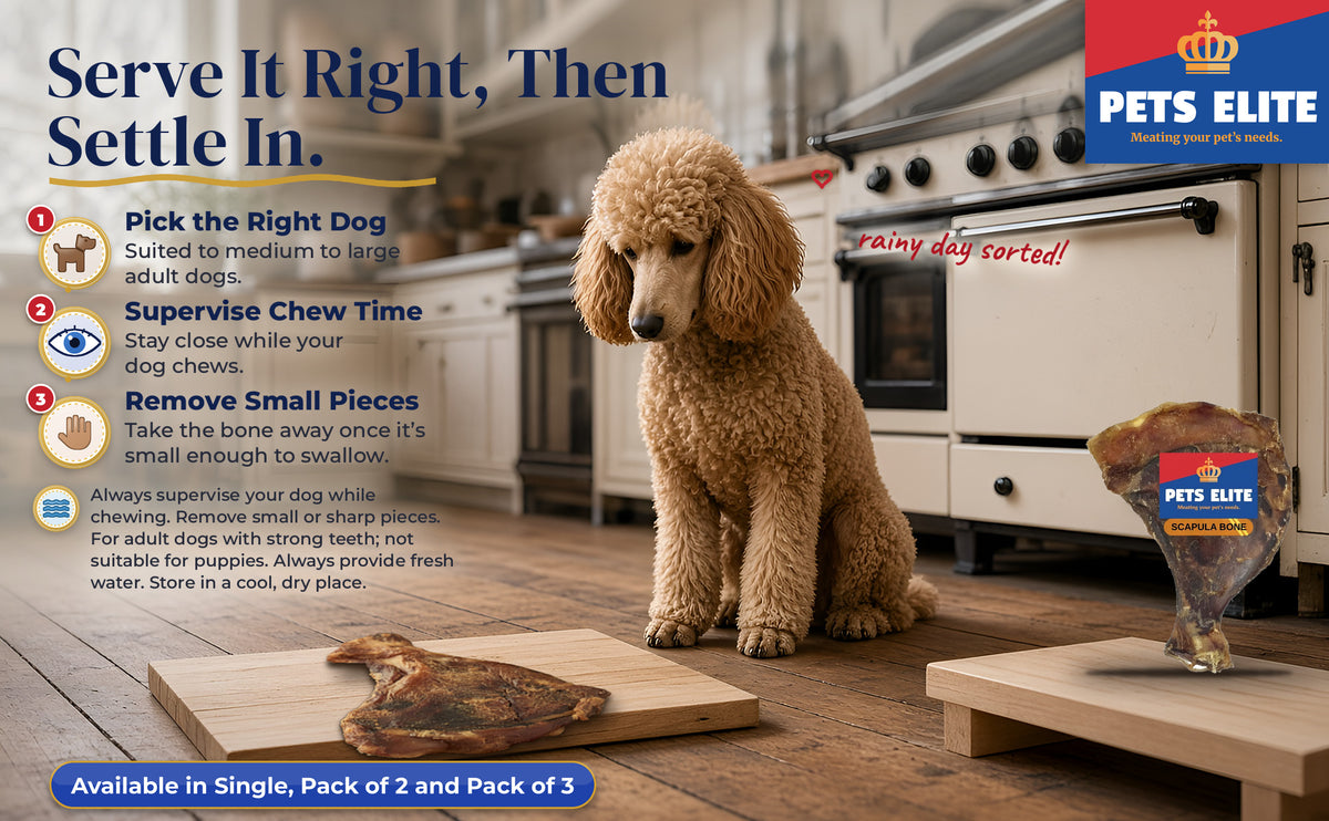 Standard Poodle in a cosy kitchen by a dried scapula bone on a board, with a 3-step chewing guide