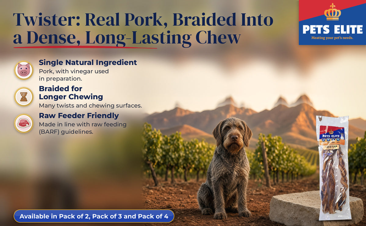 Wirehaired Pointing Griffon in a Franschhoek vineyard at golden hour beside Pets Elite Twister