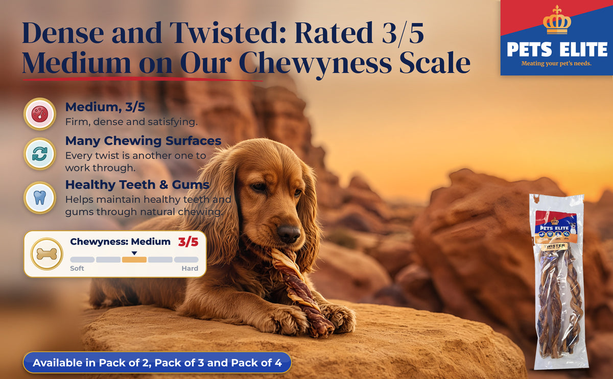 Sussex Spaniel chewing a Twister among Cederberg sandstone rocks, Chewyness 3 of 5