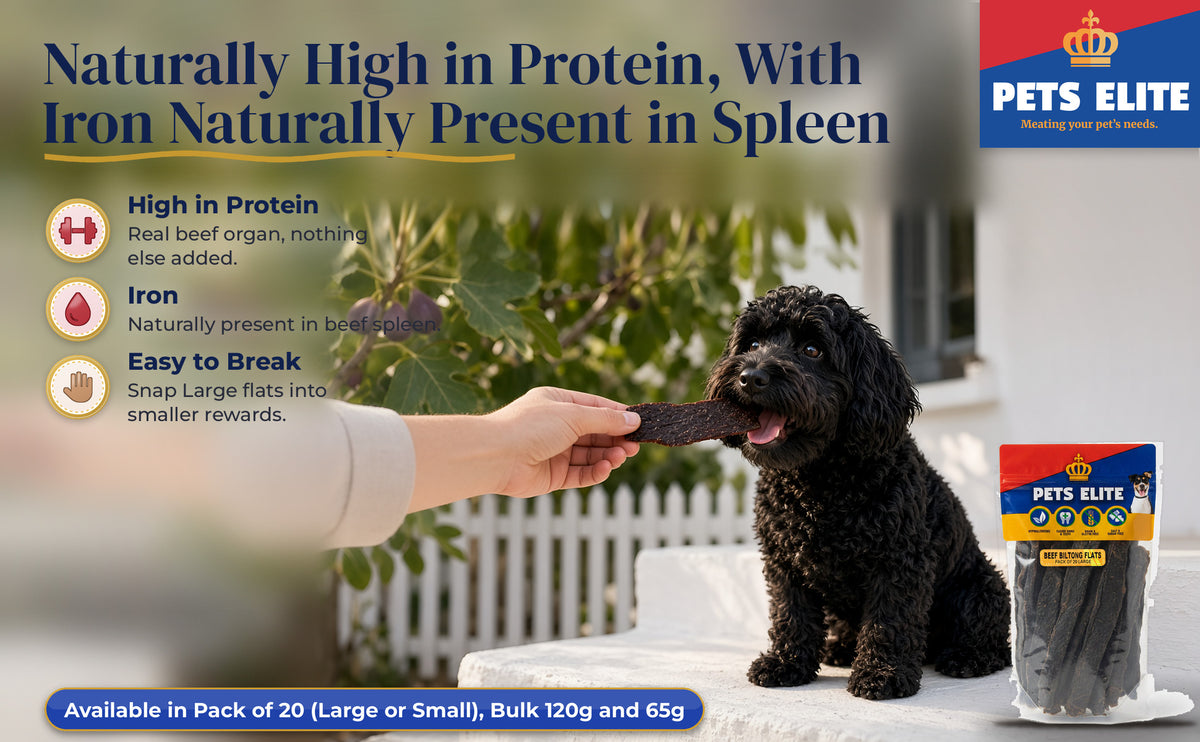 A hand offering a Beef Biltong Flat to a Schnoodle on a Stanford village stoep