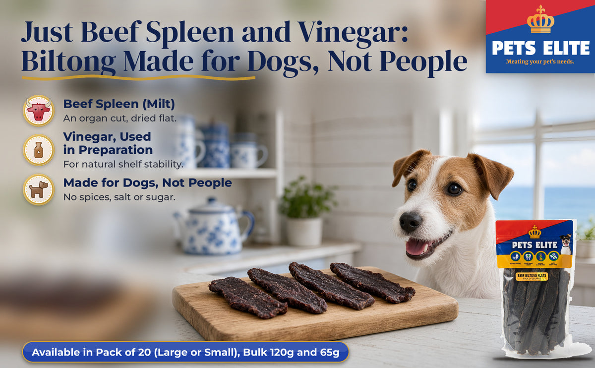 Smooth Fox Terrier at an Onrus cottage kitchen table with Beef Biltong Flats on a board